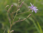 Lactuca Pulchella 2