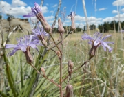 Lactuca Pulchella 3