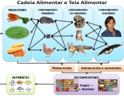 Quem é Você Na Cadeia Alimentar 3