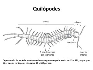 Quilópodes 2