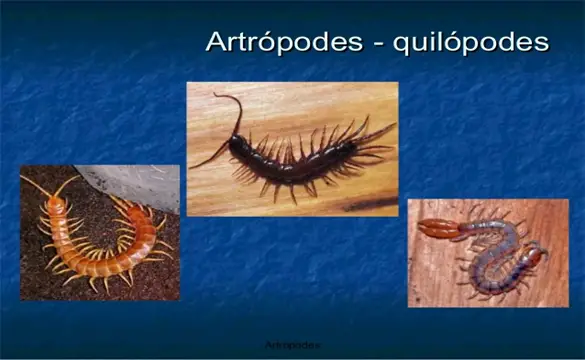 Quilópodes 5