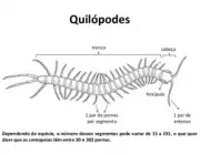 Quilópodes 2