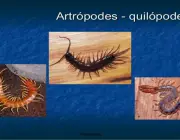 Quilópodes 3