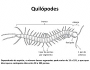 Quilópodes 3