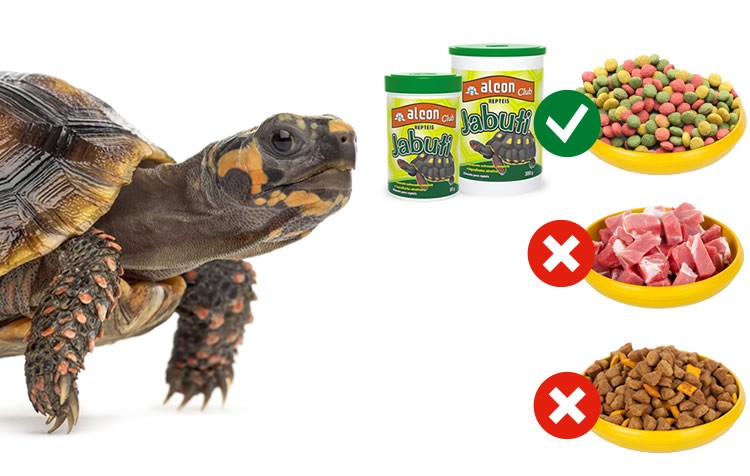 A Alimentação do Jabuti Piranga – Mundo Ecologia