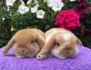 Outras Raças de Coelho - Coelho Holland Lop