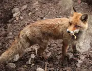 Raposas Comendo 1