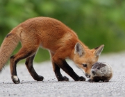 Raposas Comendo 6