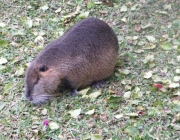 Ratões-do-Banhado 5