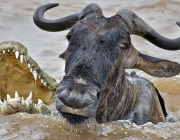 Rebanho de Gnus 4