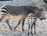 Rebanho de Zebra da Montanha 1