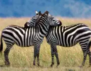 Rebanho de Zebra da Montanha 3