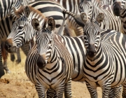 Rebanho de Zebra da Montanha 5