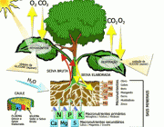 Reino Plantae 2