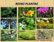 Reino Plantae 5