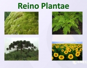 Reino Plantae