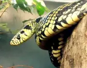 Cobra Caninana Do Papo Amarelo 1