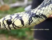 Cobra Caninana Do Papo Amarelo 2