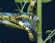 Cobra Caninana Do Papo Amarelo 3