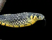 Cobra Caninana Do Papo Amarelo 4