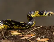 Cobra Caninana Do Papo Amarelo 5