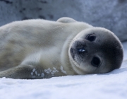 Reprodução da Foca da Groenlandica 1