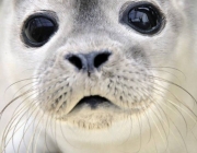 Reprodução da Foca da Groenlandica 6