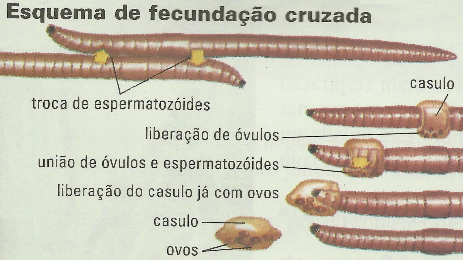 Гермафродитами являются черви