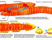 Reprodução da Minhoca 1