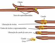 Reprodução da Minhoca 6