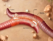 Reprodução da Minhoca Californiana 1