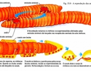 Reprodução da Minhoca 2