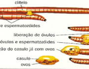 Reprodução da Minhoca 3