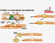 Reprodução da Minhoca 6