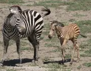 Reprodução da Zebra de Burchell 1