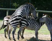 Reprodução da Zebra de Burchell 2