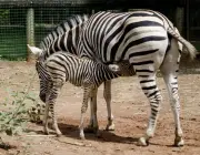 Reprodução da Zebra de Burchell 3
