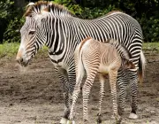 Reprodução da Zebra de Burchell 6