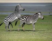 Reprodução das Zebras 1