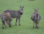 Reprodução das Zebras 2