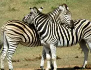 Reprodução das Zebras 3