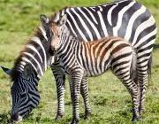 Reprodução das Zebras 4