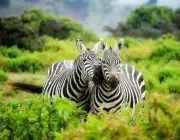 Reprodução das Zebras 5