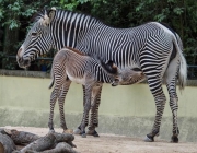 Reprodução das Zebras 6