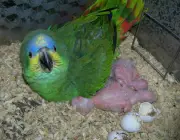 Reprodução do Papagaio 1