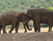 Reprodução dos Elefantes Elephantidae Loxodonta Atlântica 2