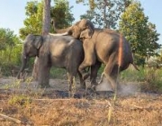 Reprodução dos Elefantes Elephantidae Loxodonta Atlântica 5