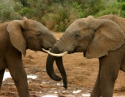 Reprodução dos Elefantes Elephantidae Loxodonta Atlântica 6