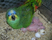 Reprodução dos Papagaios 2