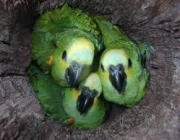 Reprodução dos Papagaios 4